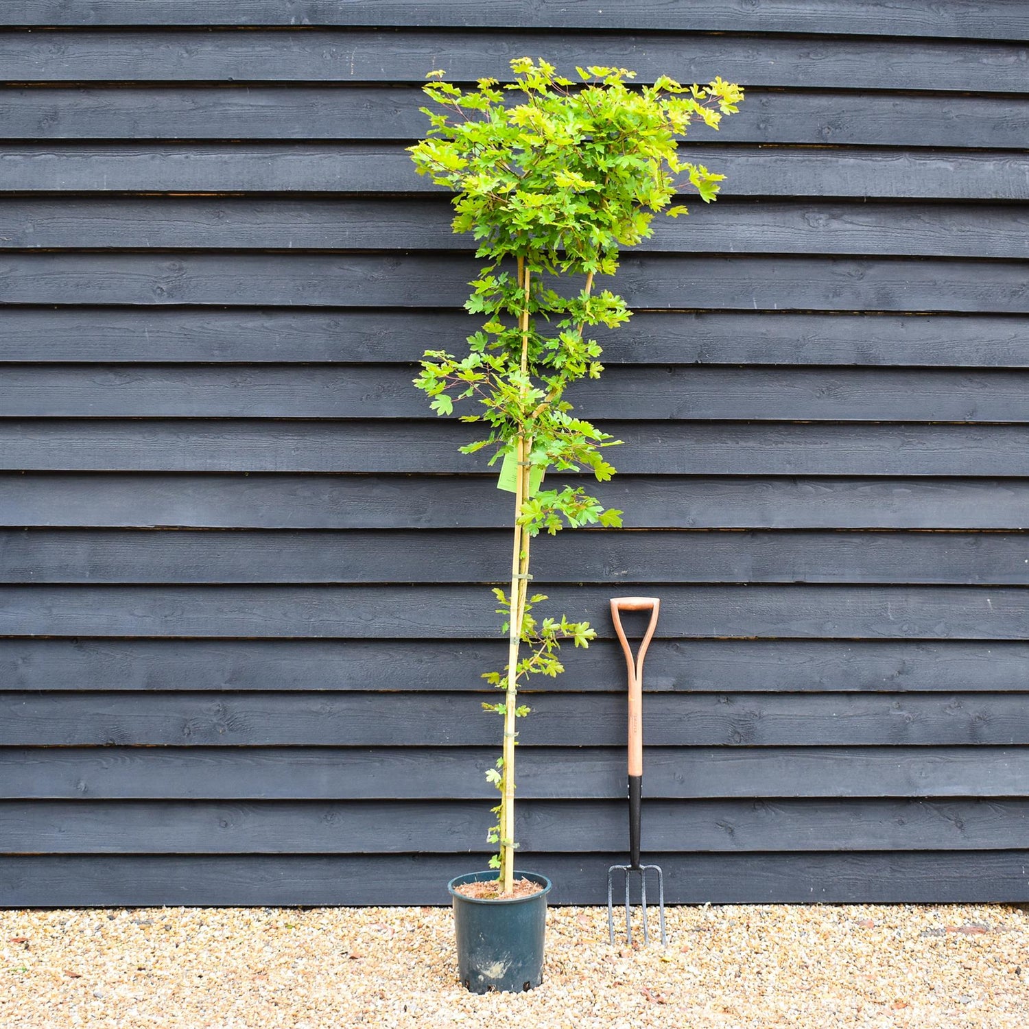 Acer Campestre Common Maple | Field Maple - Height 170-200cm, 10lt
