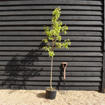 Pear tree 'Williams' Bon Chretien' | Pyrus communis - Semi Dwarfing - Height 160-180cm - 20lt