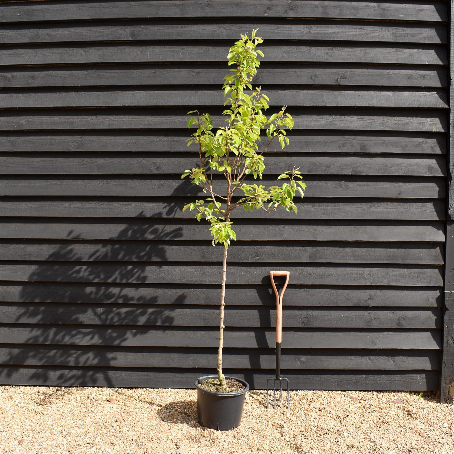Pear tree 'Williams' Bon Chretien' | Pyrus communis  - Semi Dwarfing - Height 160-180cm - 20lt