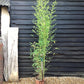 Phyllostachys aurea | Fish-pole bamboo - Height 180-200cm - 10lt