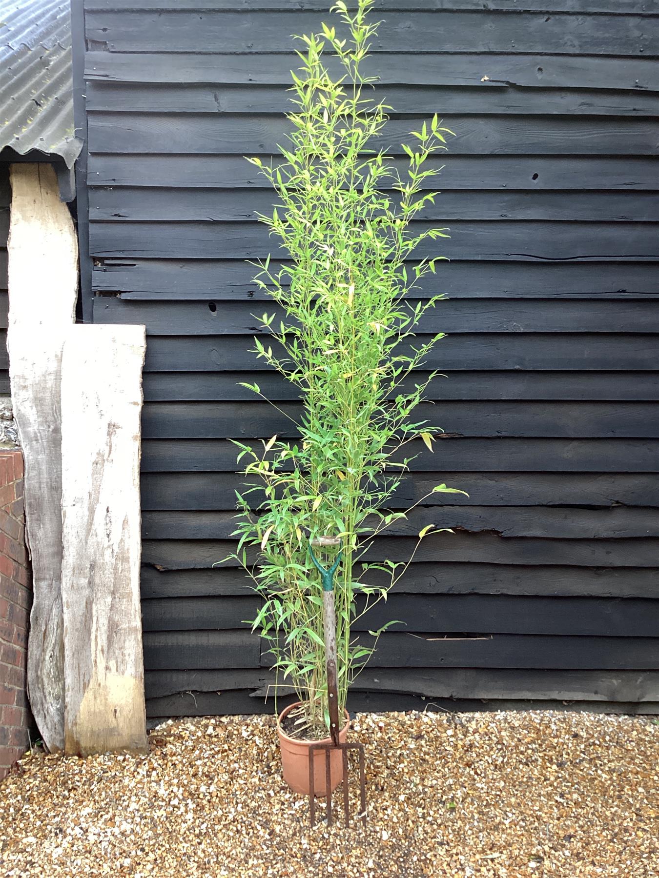 Phyllostachys aurea | Fish-pole bamboo - Height 180-200cm