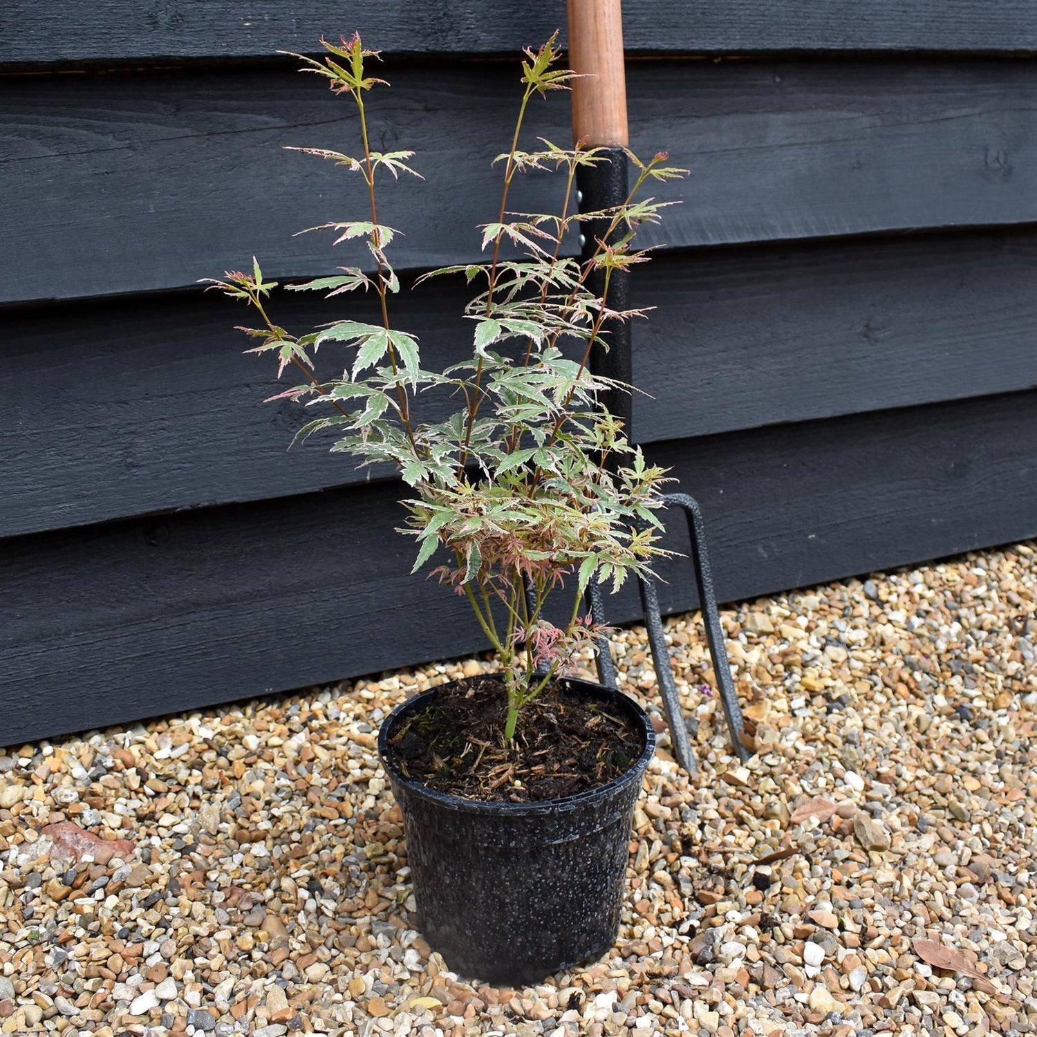 Acer palmatum 'Iyoshi' | Japanese Maple - Height 25-45cm - 2lt