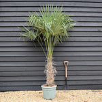 Trachycarpus fortunei - Stem 70-80cm - Height 160-170cm - 35lt