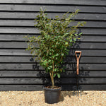 Hamamelis x intermedia 'Arnold Promise' | Witch hazel - Height 130-160cm - 25lt