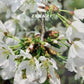 Prunus 'Snow Fountain' | Weeping Cherry Snow Fountain - Clear Stem - 215-225cm - 30lt