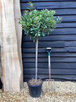 Photinia Red Robin | Christmas berry 'Red Robin' - 1/2 std Clear Stem - 180-190cm, 18lt