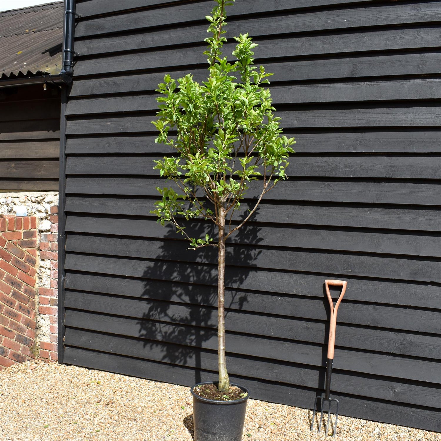 Plum 'Regina Claudia Gialla' - Greengage |Prunus domestica - Clear Stem 100cm - Height 200-250cm - Girth 14-16cm - 20lt