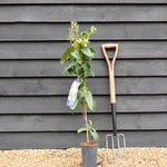 Clematis armandi 'Enham Star' - Height 100-120cm - 2lt