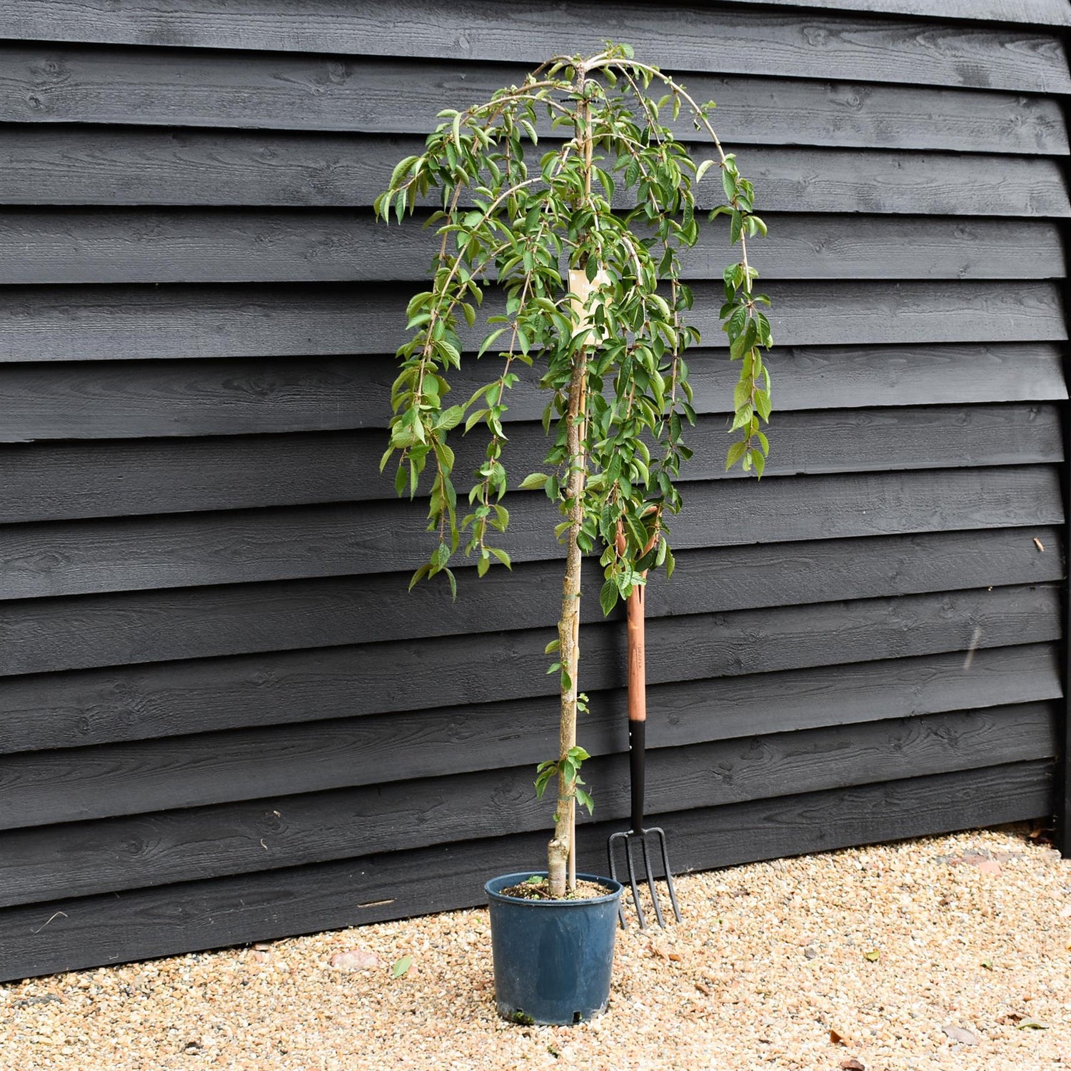 Prunus 'Snow Showers' | Weeping Cherry ‘Snow Showers’ - Height 170-200cm, 10lt