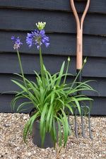 Agapanthus "Ever Couple" - White and Sapphire | African Lily - 30-50cm - 6lt