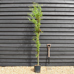 Salix matsudana Tortuosa | Wiggerly Willow - Tree - Height 180-220cm - 12lt