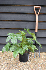 Fatsia japonica (Japanese aralia) - Height 40-60cm - 5lt