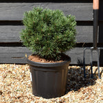 Pinus mugo 'Gnom Findling' | Dwarf mountain pine - Height 25-35cm - 7.5lt