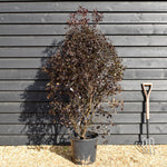 Pittosporum tenuifolium 'Purpureum' - Height 150-170cm -25lt
