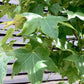 Liquidambar styraciflua | Sweet Gum Tree - 380-400cm, 150lt