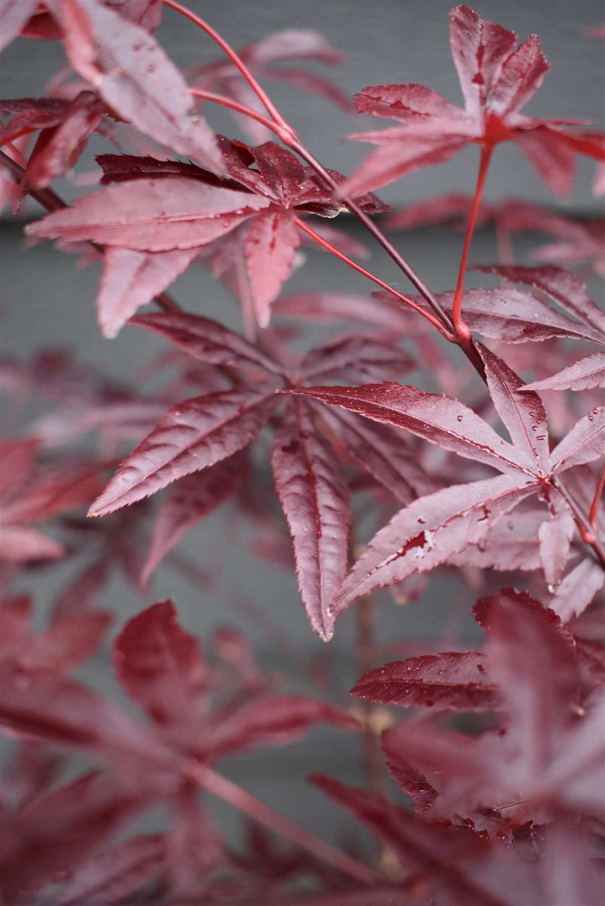 Acer palmatum 'Bloodgood' | Japanese maple 'Bloodgood' - Bushy - Height 100-140cm - 15lt
