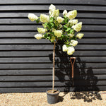 Hydrangea paniculata 'Diamantino' - Stem 100cm - Height 140-160cm - 15lt