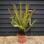 Blechnum brasiliense 'Volcano' | Dwarf Brazilian Tree Fern- Fern - 10lt