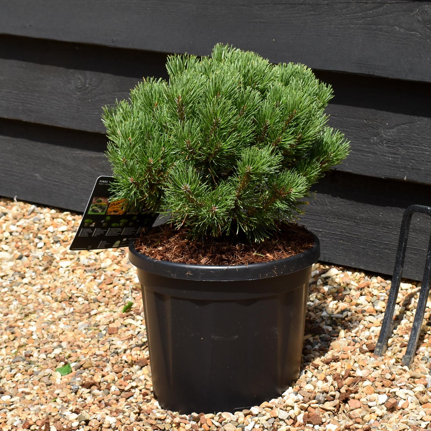 Pinus mugo 'Carsten's Wintergold' | Dwarf mountain pine - Height 30cm - Width 20cm - 6lt