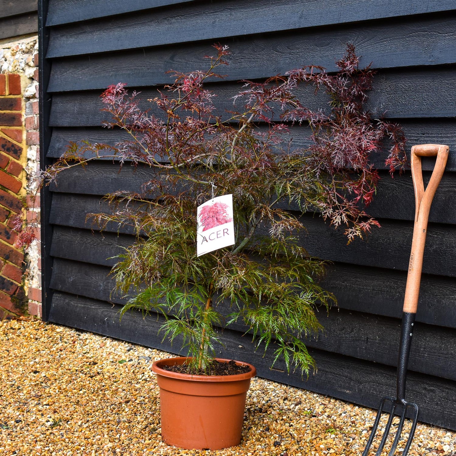 Garnet Japanese Maple | Acer palmatum 'Garnet' - Weeping  - Clear Stem 40cm - Height  90-100cm - 15lt
