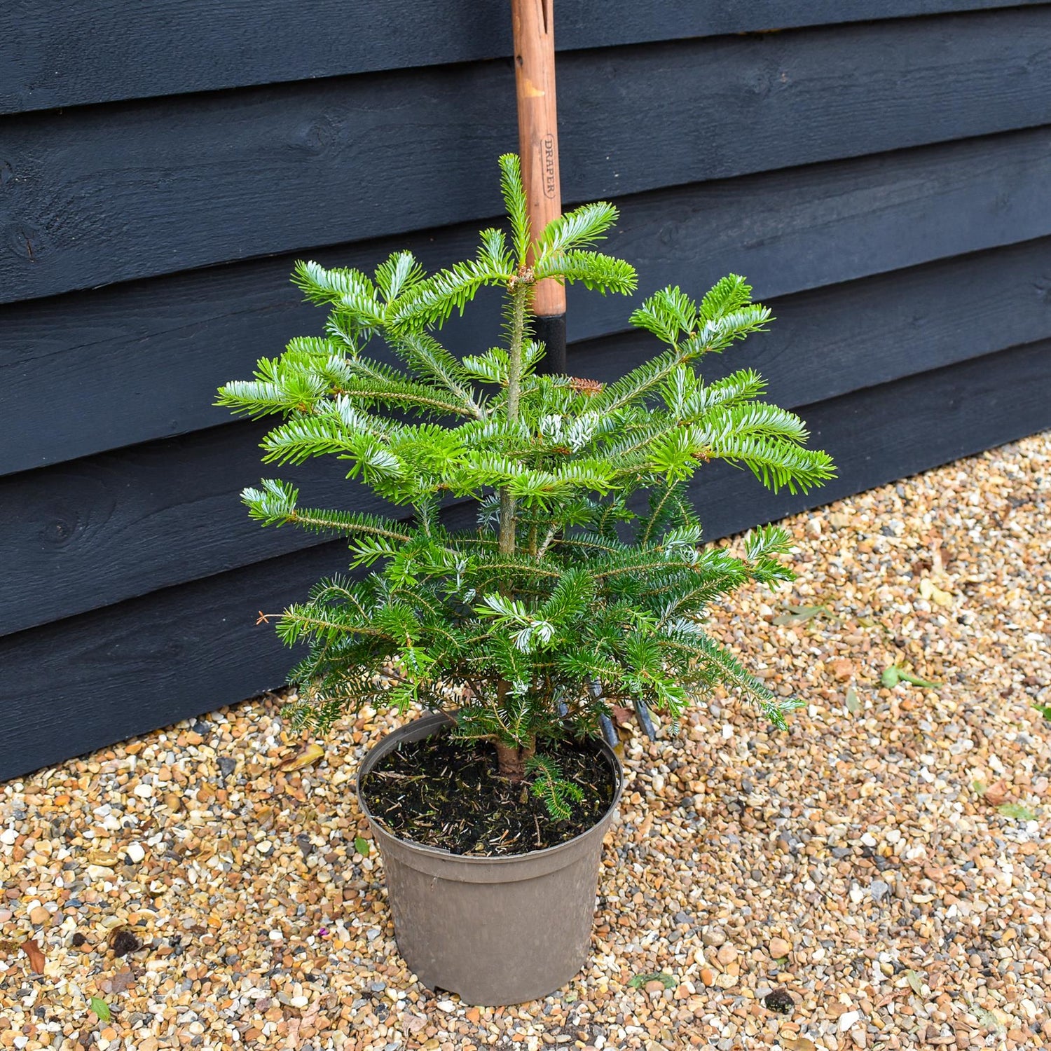 Korean fir | Abies koreana - Height 40-50cm - Pot Grown - 5lt