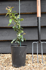 Chaenomeles x Suberba 'Pink Lady' - 15-25cm - 3lt