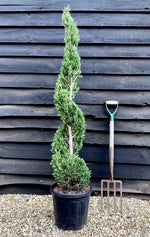 Cupressus sempervirens 'Pyramidalis' - Spiral - 160-180cm, 20lt