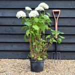 Hydrangea arborescens 'Annabelle' - Height 70-80cm - 7.5lt