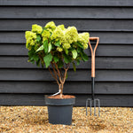 Hydrangea Paniculata 'Little Fresco' - Height 50-60cm - 15lt