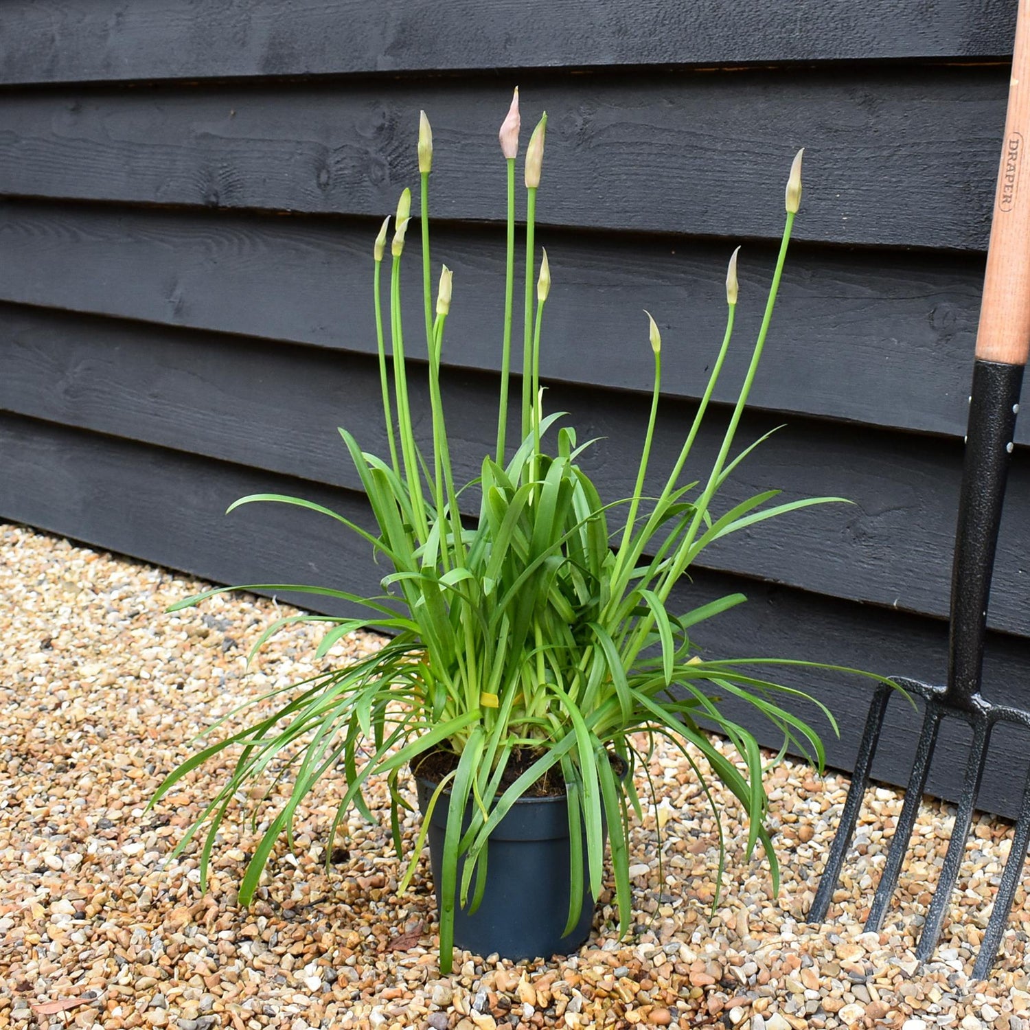 Agapanthus Africanus Summer Love Blue | Lily of the Nile - Foliage Height 40-50cm - 2lt