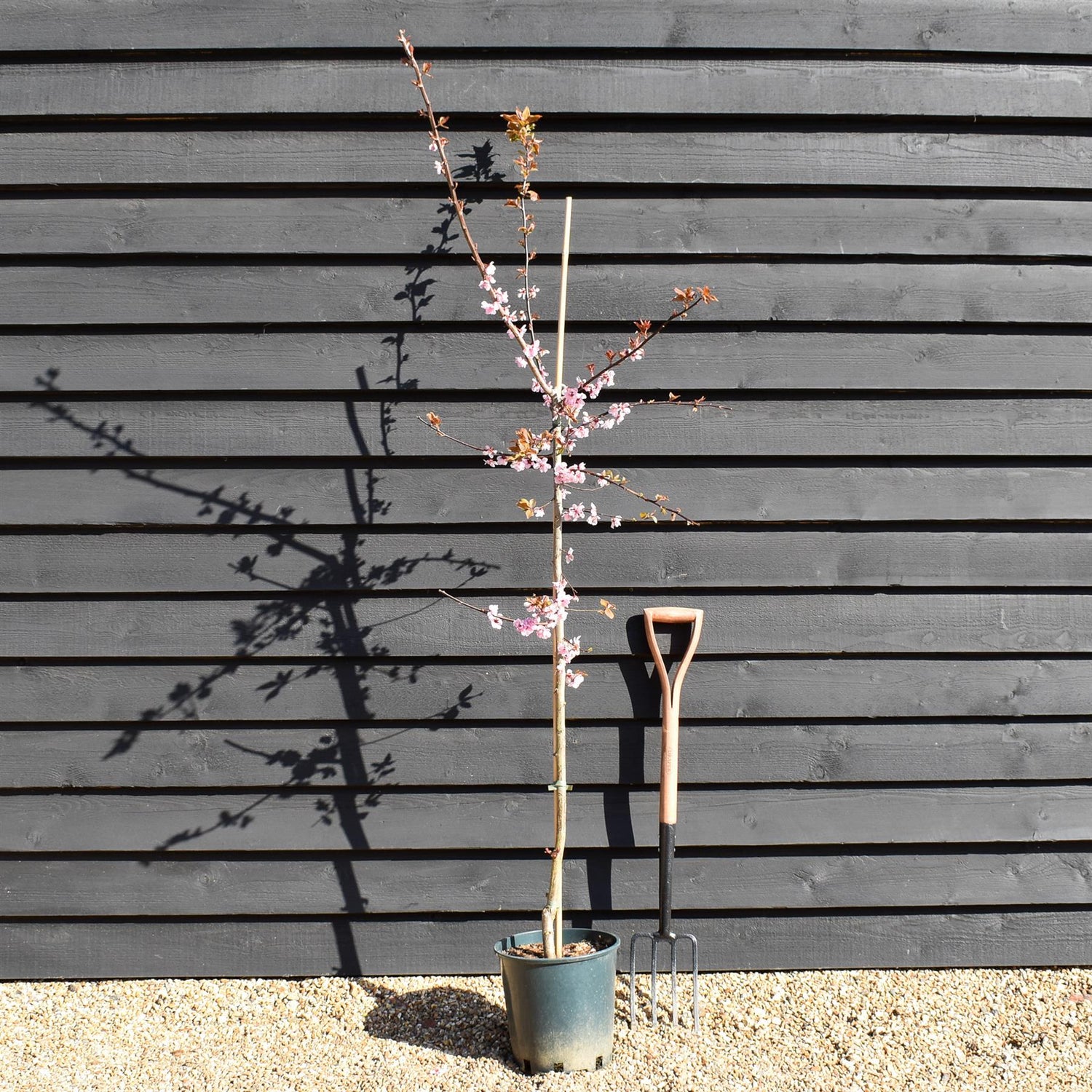 Prunus x blireana | Blireana Plum - Height 150-180cm, 10lt