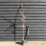 Prunus x blireana | Blireana Plum - Height 150-180cm, 10lt