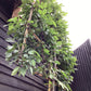 Carpinus betulus - Pleached/Espalier (100x100cm Bamboo) - Stem 200cm - Girth 12-14cm - Height 300cm - 70lt