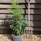 Prunus lusitanica 'Angustifolia' - 70-85cm  - 5lt