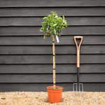 Viburnum tinus Spirit - Clear Stem 75cm - Height 110cm - 7lt