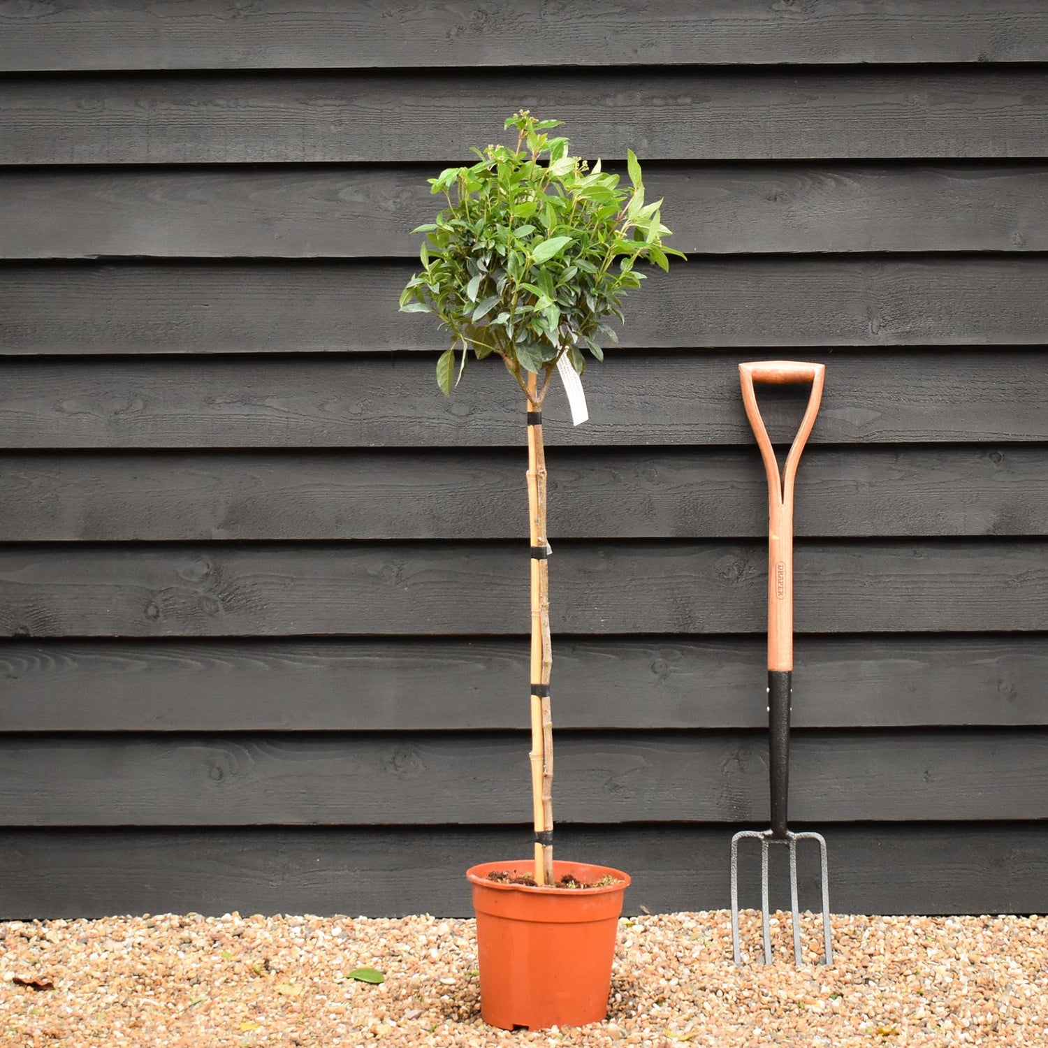 Viburnum tinus Spirit - Clear Stem 75cm - Height 110cm - 7lt
