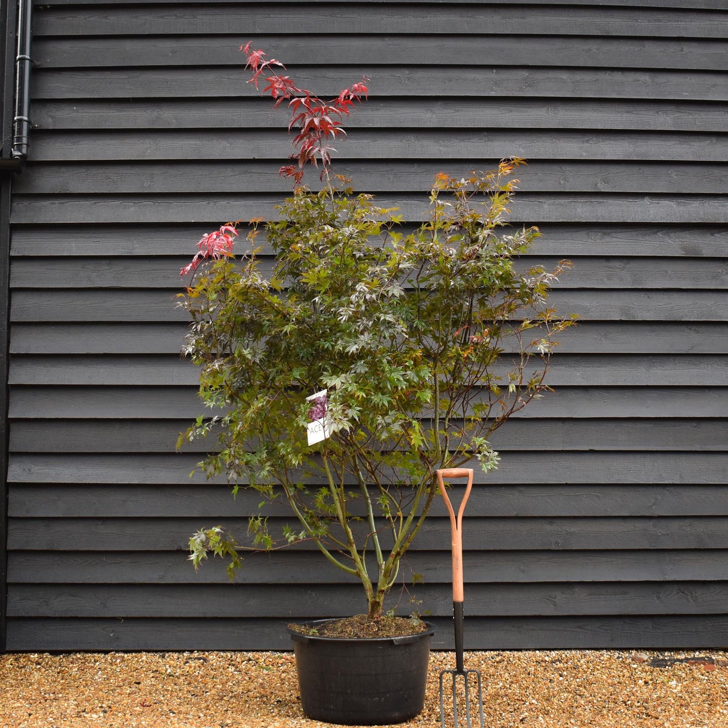 Bloodgood Japanese Maple | Acer palmatum 'Bloodgood' - Bushy - Width 150-200cm - Height 150-180cm - 65lt