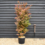 Acer palmatum 'Jerre Schwartz' | Japanese maple 'Jerre Schwartz' - Height 170-190 - 35lt