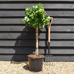 Ginkgo biloba 'Mariken' | Maidenhair Tree- Half Standard - Clear Stem 60cm - Height 90-100cm - 15lt