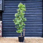 Prunus lusitanica - Feathered Tree - Girth 10-12cm - Height 220-250cm - 40lt