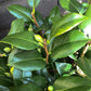 Camellia Brushfields Yellow - 80-100cm - 25lt