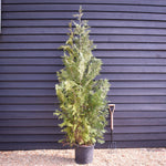 Chamaecyparis lawsoniana 'Columnaris' | False Cypress - Height 220-260cm - 30lt
