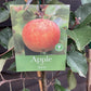 Apple tree 'Sunset' | Malus domestica - M106 - Semi-Dwarfing - 160-180cm - 12lt