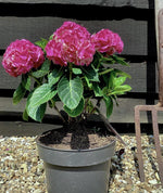 Hydrangea Original Mophead Pink | Pink hydrangea 20-30cm - 5lt