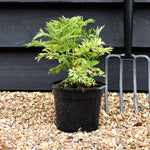 Sambucus Golden Tower - Shrub - 20-30cm - 2lt