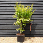 Acer Shirasawanum 'Jordan' - Bushy - Height 170-180cm - 55lt