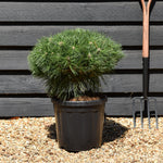 Pinus Nigra 'Brepo' - Stem 20cm - Height 60cm-70cm - Width 50cm-60cm - 18lt