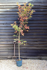 Euonymous Europeus | Spindle Tree - 230-250cm, 20lt