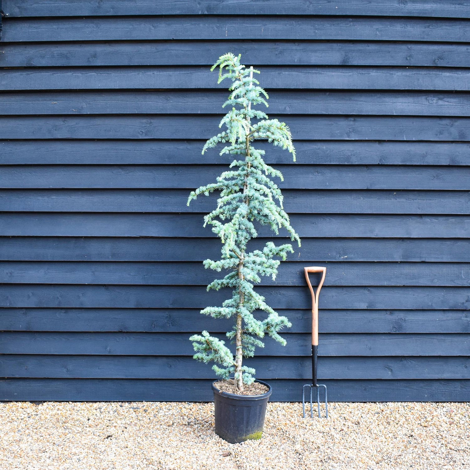 Blue Atlas Cedar | Cedrus Libani 'Glauca' - Height 190-200cm - Feathered - 20lt