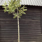 Juglans regia | Common Walnut Tree - Girth 14-16cm - Height 5m-5.3m - 110lt